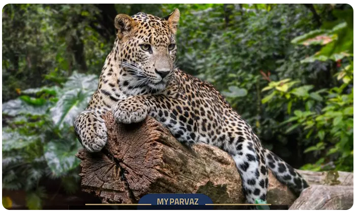 Sri Lankan leopards